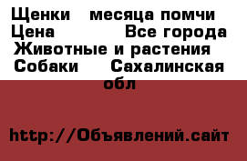 Щенки 4 месяца-помчи › Цена ­ 5 000 - Все города Животные и растения » Собаки   . Сахалинская обл.